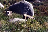 Les habitants du plateau du Coscione