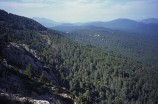 La forêt vers Quenza