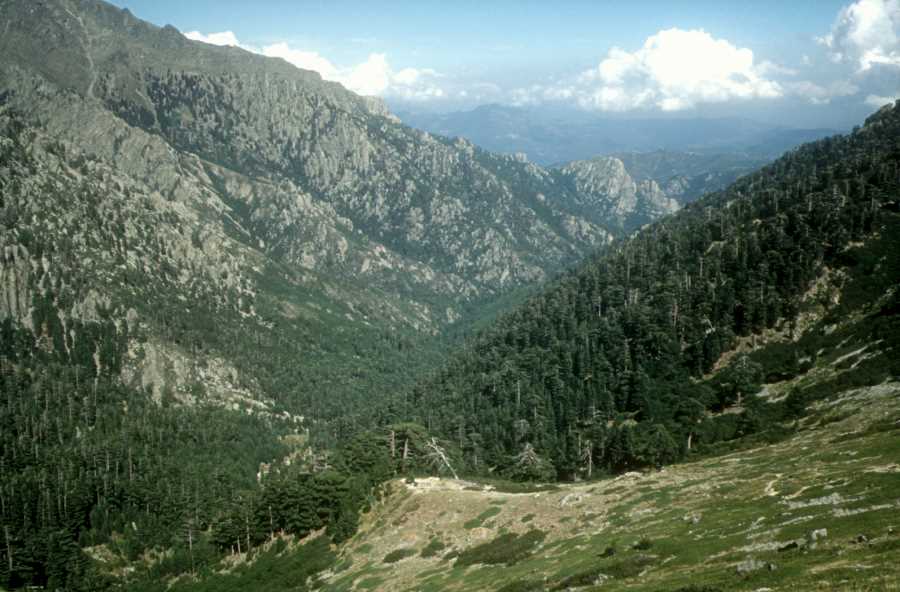 Vallée de Verghjellu depuis Bocca Tribali