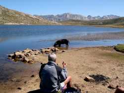 Le lac de Nino avec des cochons (les chevaux ne sont pas loin !)