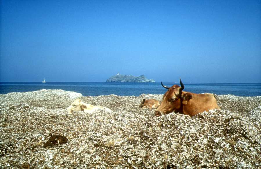 Les vaches de Barccaggio sur la plage devant la Giraglia