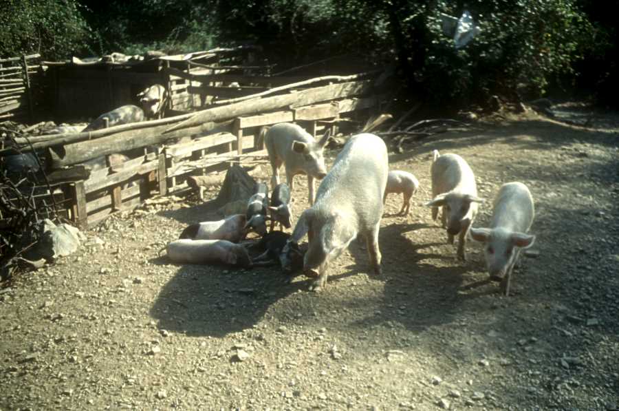 Cochons au Col de Pratu