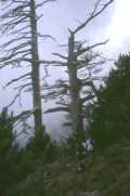 Les arbres pétrifiés de la forêt de Tova